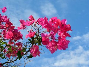 The Resurrected Bougainvillea | PAT WAGNER